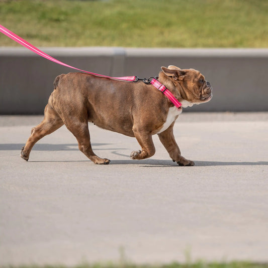 Reflective Collar - Neon Pink by Anti Spier