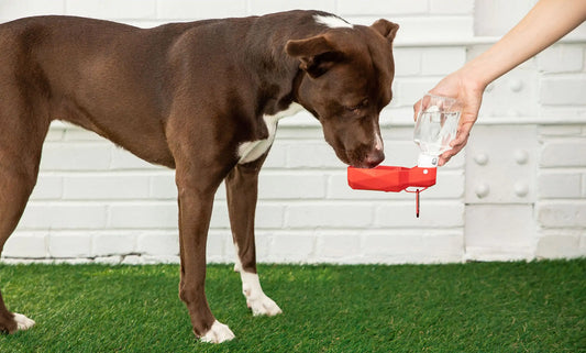 Pet Water Bottle by Anti Spier