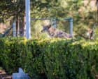 Coyote lounging in a suburban backyard in Atwater Village, Los Angeles