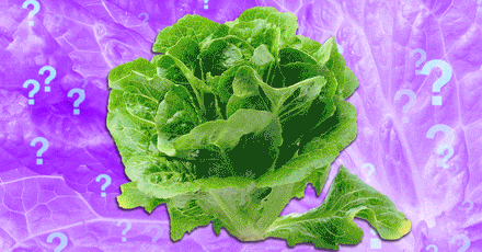 Lettuce on a plate