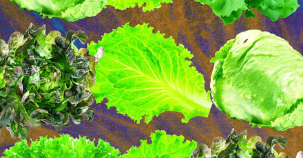 Contaminated lettuce on a kitchen counter