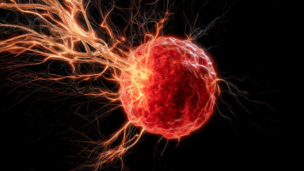 Microscopic image of immune cells with activated PPARD protein showing enhanced mitochondrial activity
