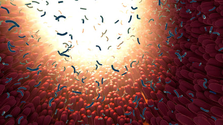 A diagram of the human gut microbiome