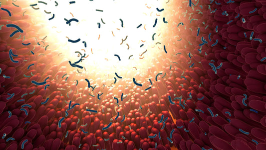 A diagram of the human gut microbiome