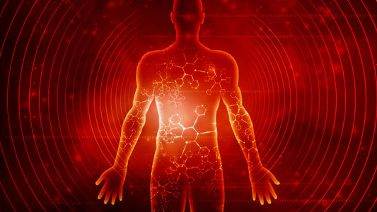 Timeline graphic showing metabolic, autophagy, and immune changes from day 0 to day 7 of fasting