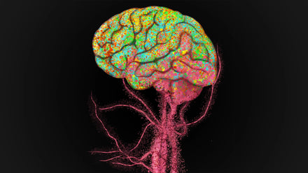 Brain illustration with immune cells