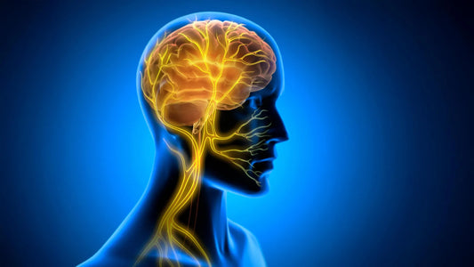 Diagram of vagus nerve pathways linking neck to brainstem during post‑practice stimulation
