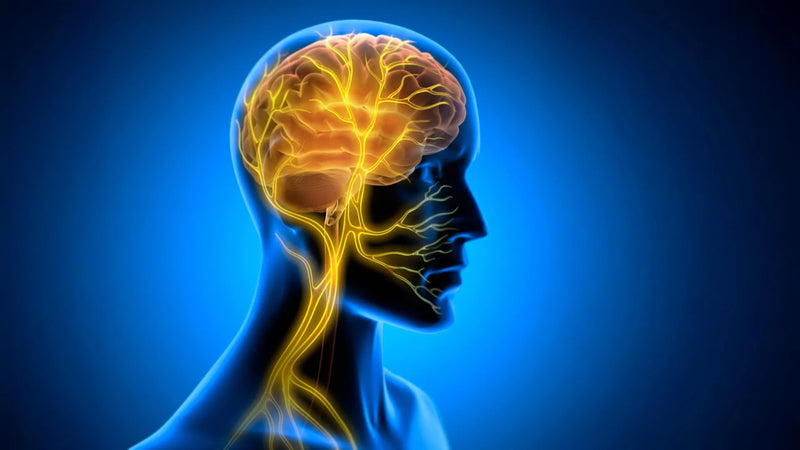 Diagram of vagus nerve pathways linking neck to brainstem during post‑practice stimulation