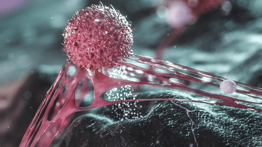 Microscopic image of a breast tumor showing clusters of dormant cancer cells encased by immune cells and fibroblasts