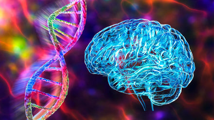 Diagram showing ABCA7 protein enhancing microglial clearance of amyloid‑β plaques