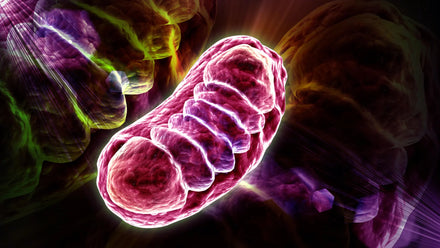 Electron microscopy image showing distorted mitochondrial membranes after RNA overload