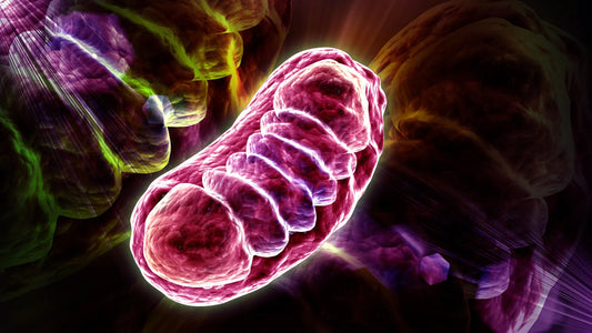 Electron microscopy image showing distorted mitochondrial membranes after RNA overload