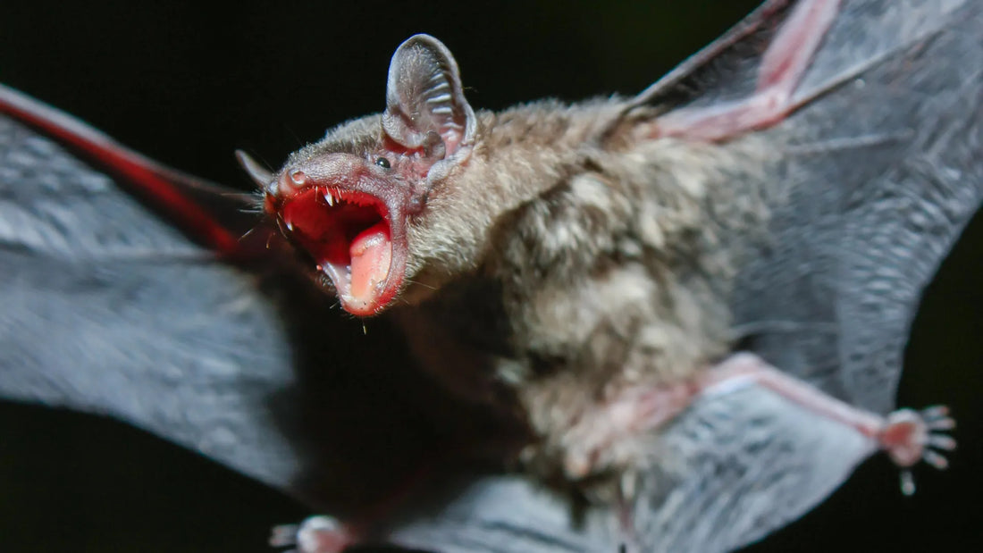 Microscopic image of bat immune cells showing heightened activity compared to human cells