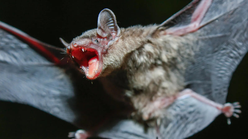 Microscopic image of bat immune cells showing heightened activity compared to human cells