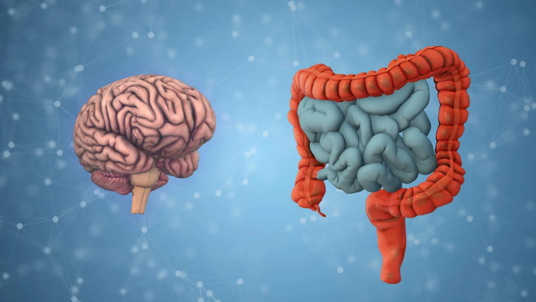 MRI brain scan overlaid with gut microbiome diagram illustrating bacterial influence on brain aging