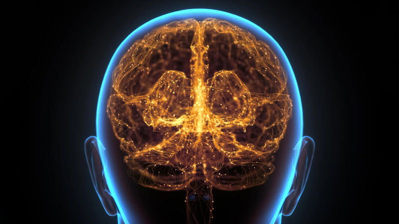 Hidden “immune organ” in the skull may help fight brain cancer