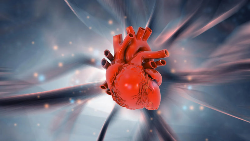 Illustration of stress hormones activating inflammatory pathways that affect heart tissue