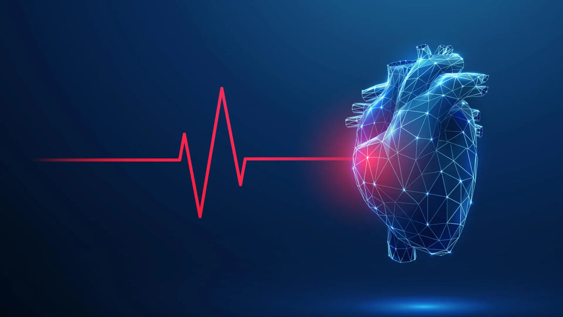 Illustration of sympathetic and parasympathetic nerve fibers innervating the left and right ventricles of the heart