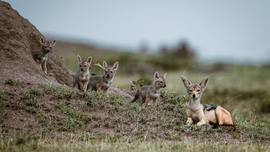 Interpol officers coordinating the Jackal IV operation against West African cybercrime networks