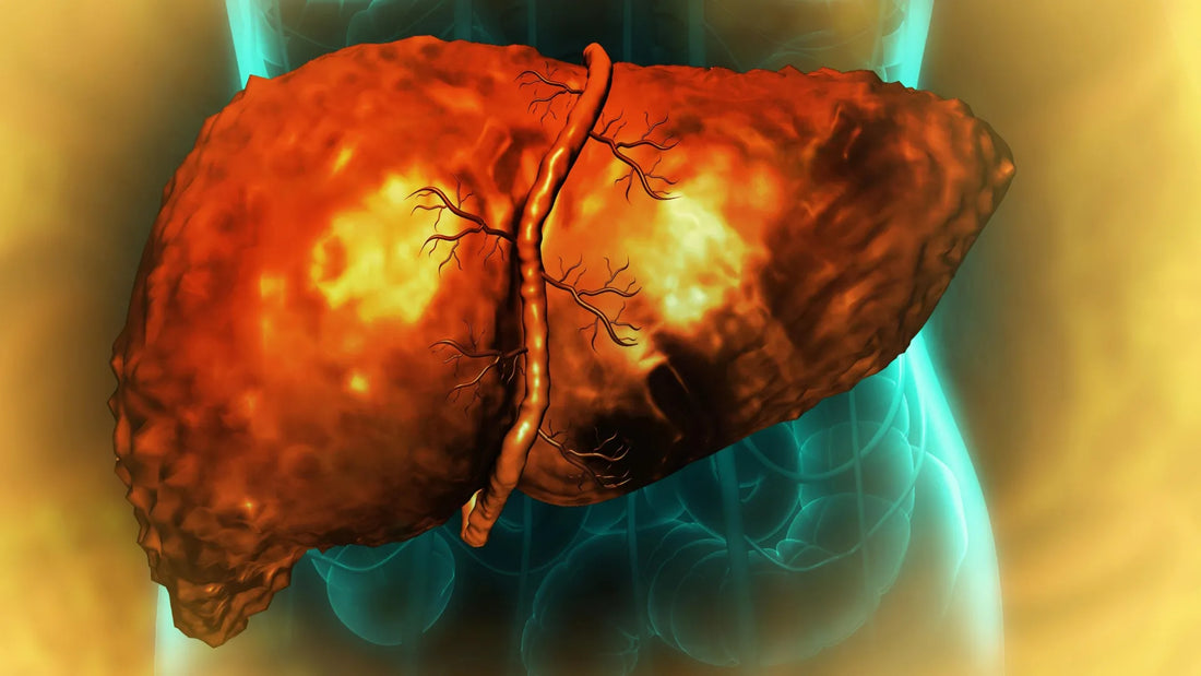 Microscopic image showing hepatocytes trapped in a regenerative limbo state