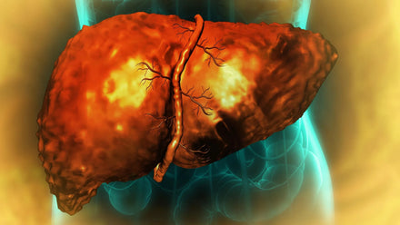 Microscopic image showing hepatocytes trapped in a regenerative limbo state