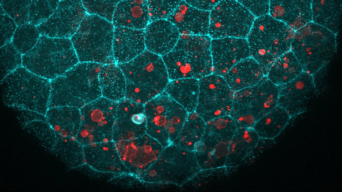 Fluorescent microscopy image showing E-cadherin junctions between epithelial cells in mouse embryo tissue