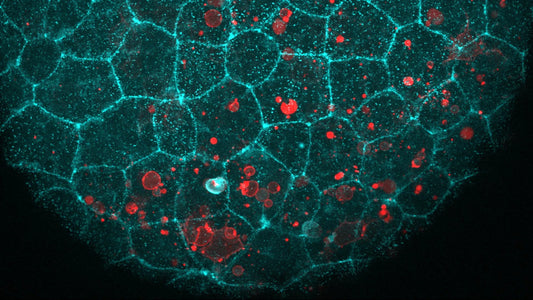 Fluorescent microscopy image showing E-cadherin junctions between epithelial cells in mouse embryo tissue