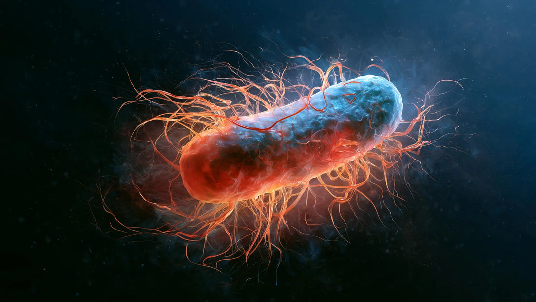 Microscopic view of magnetotactic bacteria loaded with magnetic particles inside a C. elegans gut