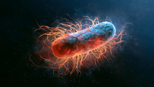 Microscopic view of magnetotactic bacteria loaded with magnetic particles inside a C. elegans gut