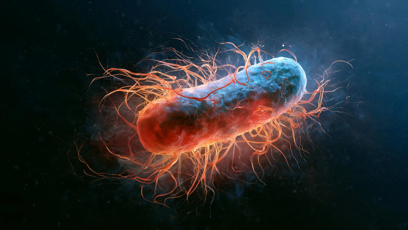 Microscopic view of magnetotactic bacteria loaded with magnetic particles inside a C. elegans gut