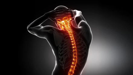 A diagram of the spine showing the intervertebral discs