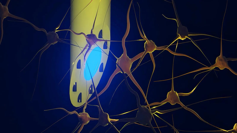 Illustration of a hair‑thin flexible fiber brain implant inserted into a mouse brain, showing recording, drug delivery, and stimulation ports