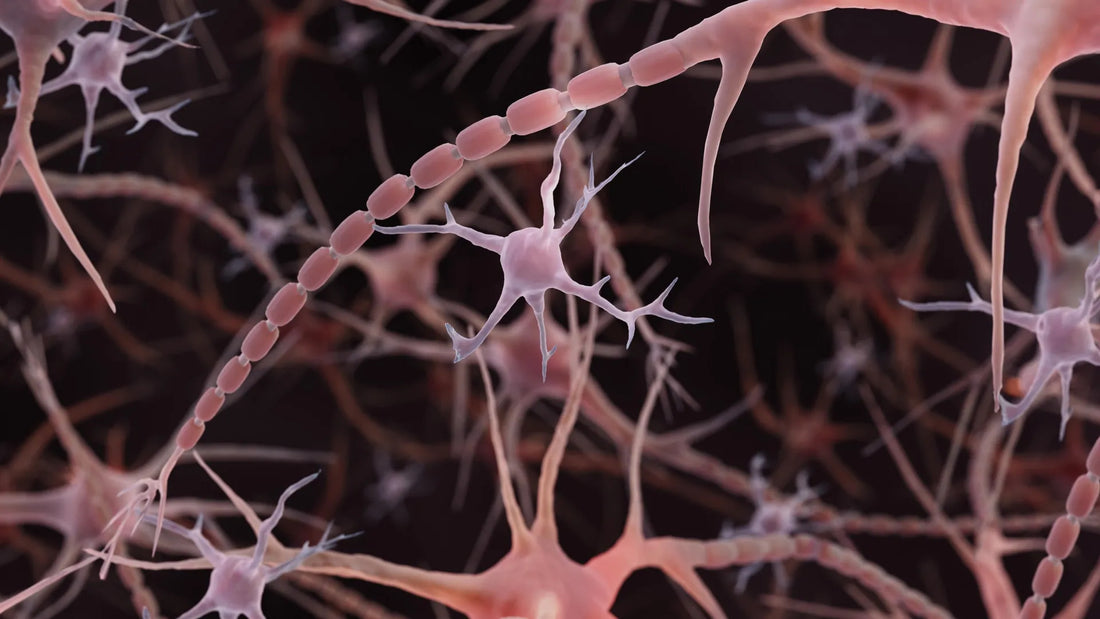 Electron microscopy image showing axon with periodic bead‑like swellings along its length