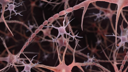 Electron microscopy image showing axon with periodic bead‑like swellings along its length
