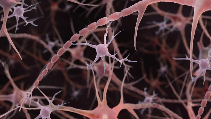Electron microscopy image showing axon with periodic bead‑like swellings along its length