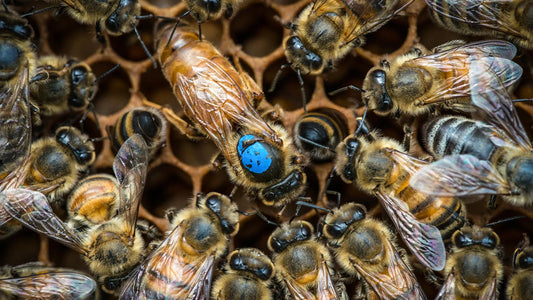 A bee's brain