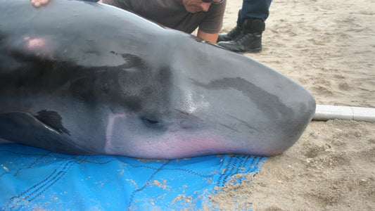 Pygmy sperm whale