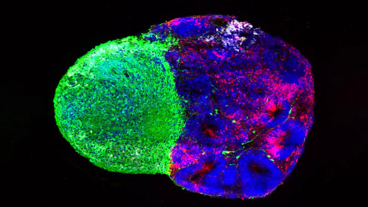 High‑resolution microscopy image of radial glial cells extending processes in a developing human cortex