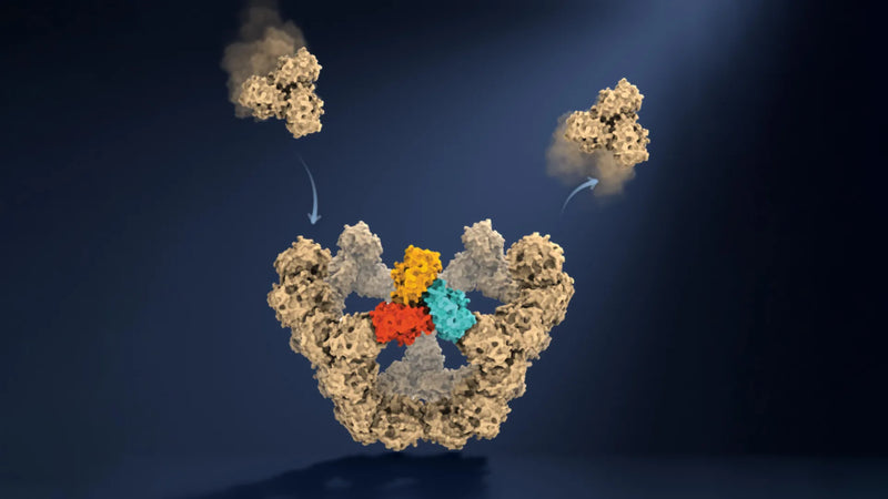 Electron microscope image showing sequential stages of virus-like particle assembly captured by Oxford researchers