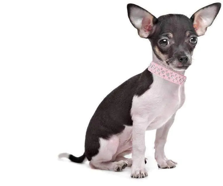 Rhinestone Dog Collar Bling XL Size 21 inch Neck PU Leather Crystal White Collar by Anti Spier