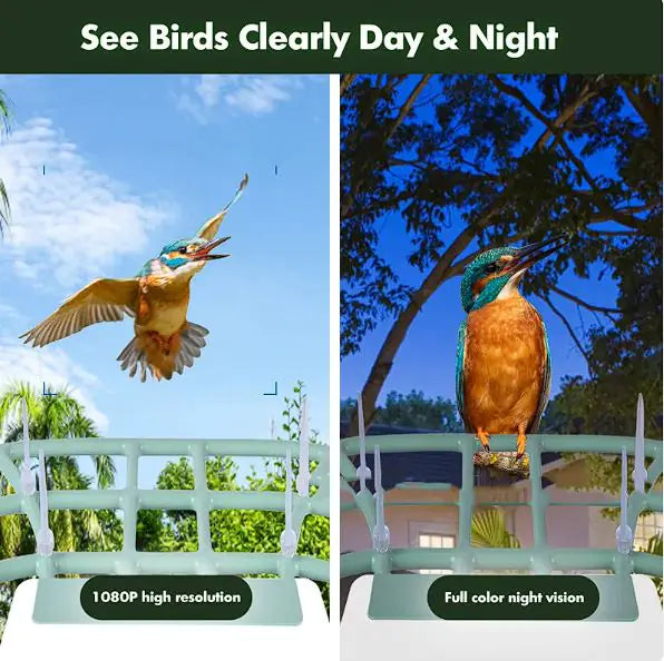 Solar-Powered Waterproof Bird Feeder with Camera by Anti Spier