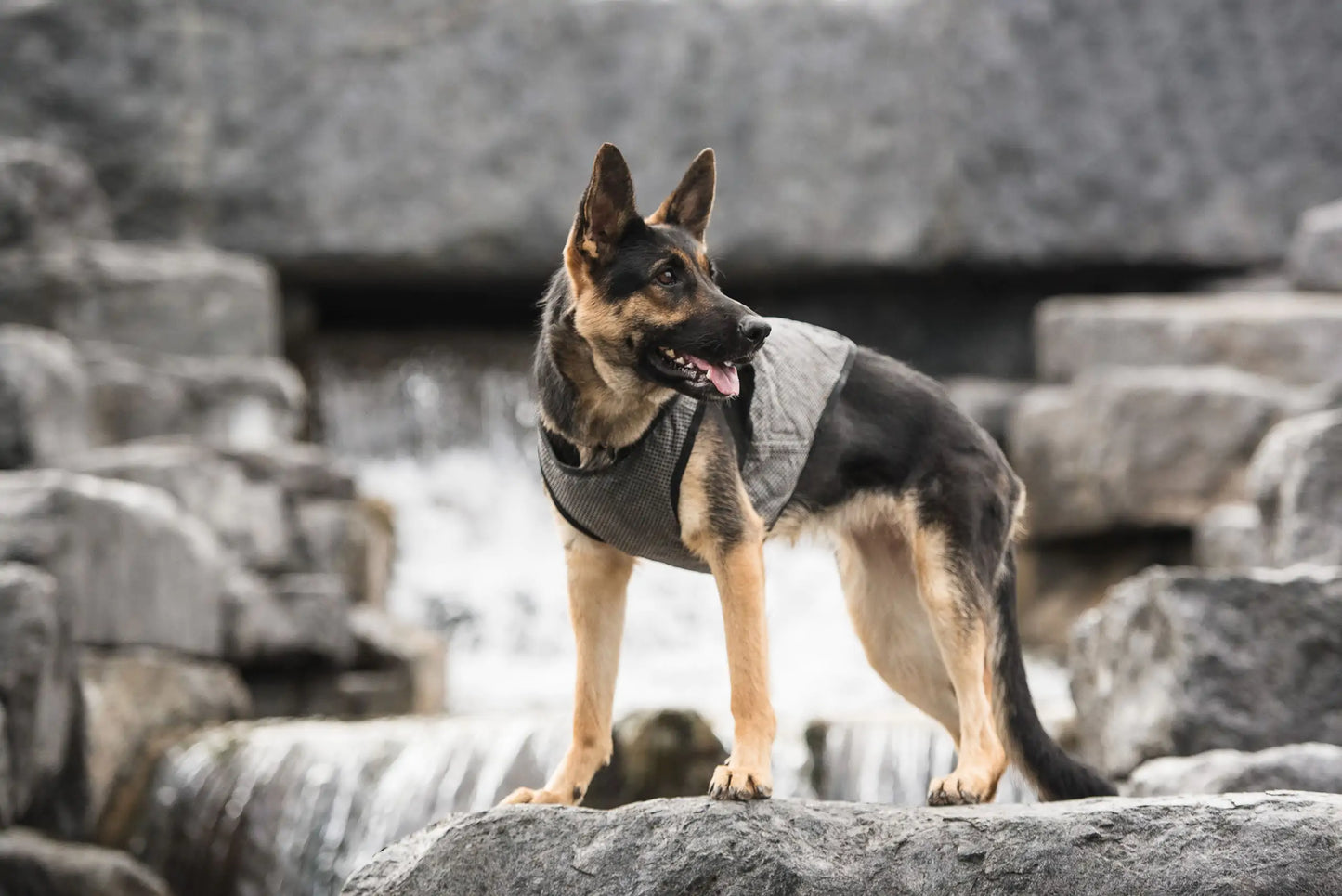 Dog Cooling Vest by Anti Spier