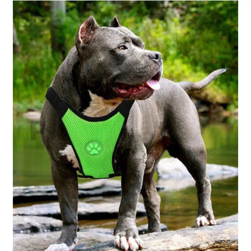 Dog supplies Breathable mesh chest straps Pet car safety chest back by Anti Spier